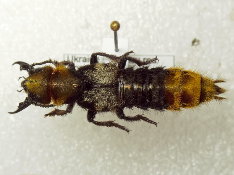 Emus hirtus (Linnaeus, 1758)